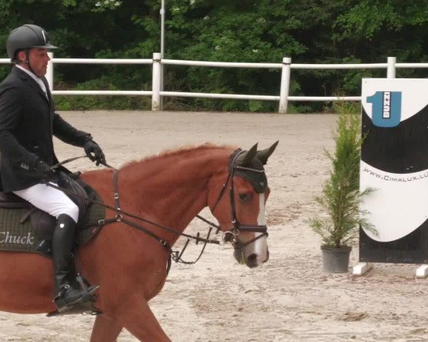 Reitturnier Losheim am See 2022