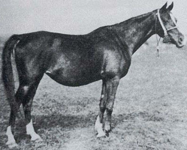 broodmare Jaga II 1928 ox (Arabian purebred, 1928, from Koheilan VIII 1922 ox)