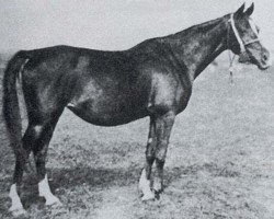 broodmare Jaga II 1928 ox (Arabian purebred, 1928, from Koheilan VIII 1922 ox)