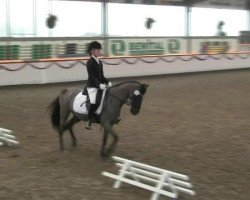 broodmare Dirty Dancing 32 (German Riding Pony, 2006, from Dance of Joy W)