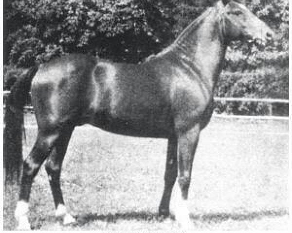 stallion Hardy 1926 ox (Arabian purebred, 1926, from Ganges I 1901 ox)