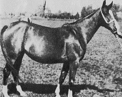 broodmare Saga 1936 ox (Arabian purebred, 1936, from Hardy 1926 ox)