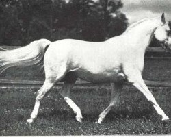 stallion Koheilan VIII 1922 ox (Arabian purebred, 1922, from Koheilan IV 1904 ox)