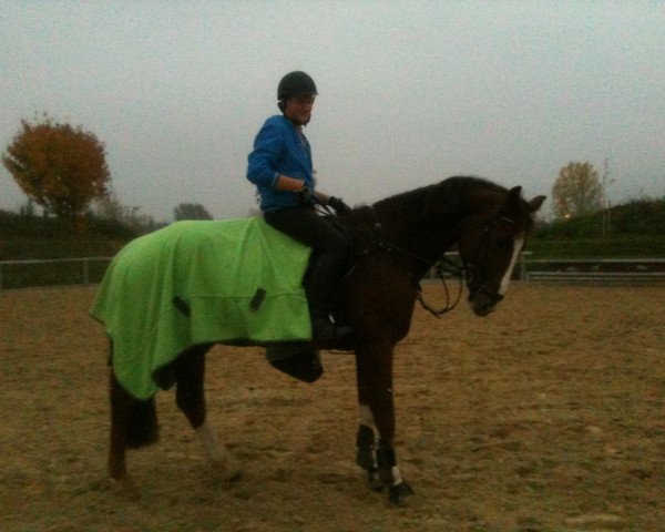 jumper Lasio (Oldenburg show jumper, 2006, from Last Man Standing)