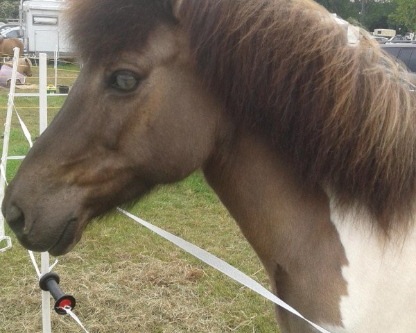 horse Graskjona vom Dissenbachtal (Iceland Horse, 1996, from Bloendal vom Aubachtal)
