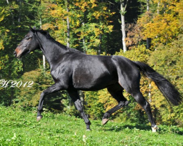 broodmare Wunderrose (Bavarian, 2007, from Sunny-Boy)