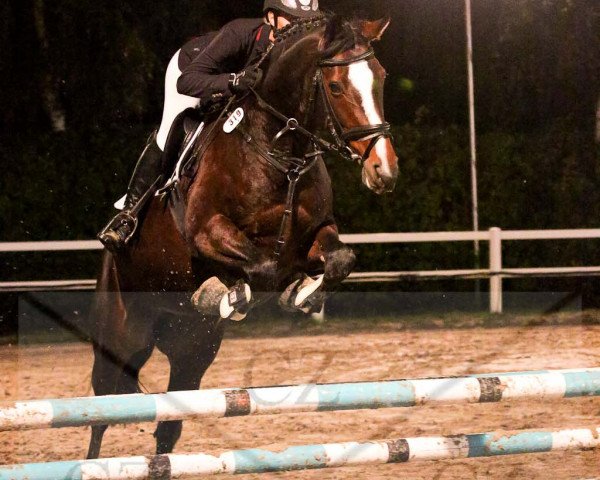 broodmare Cheyenne 1043 (Westphalian, 2001, from Casparino)