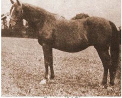 broodmare Razina 1920 EAO (Arabian purebred, 1920, from Rasim 1906 ox)