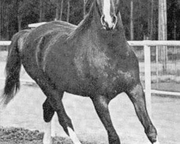 stallion Bright Wings 1965 ox (Arabian purebred, 1965, from Bright Shadow 1948 ox)