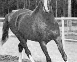 stallion Bright Wings 1965 ox (Arabian purebred, 1965, from Bright Shadow 1948 ox)