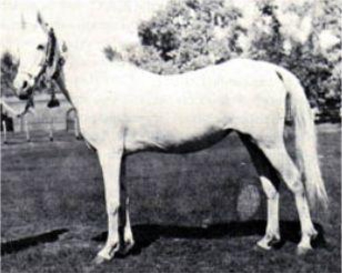 broodmare Dalal al Zarka 1903 RAS (Arabian purebred, 1903, from Rabdan el Azrak 1897 RAS)