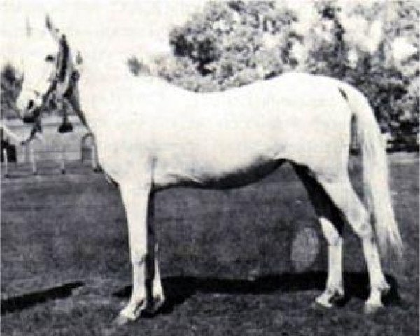 Zuchtstute Dalal al Zarka 1903 RAS (Vollblutaraber, 1903, von Rabdan el Azrak 1897 RAS)