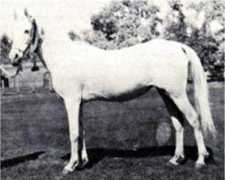 broodmare Dalal al Zarka 1903 RAS (Arabian purebred, 1903, from Rabdan el Azrak 1897 RAS)