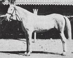 broodmare Nafaa el Saghira 1910 RAS (Arabian purebred, 1910, from Sabbah RAS)