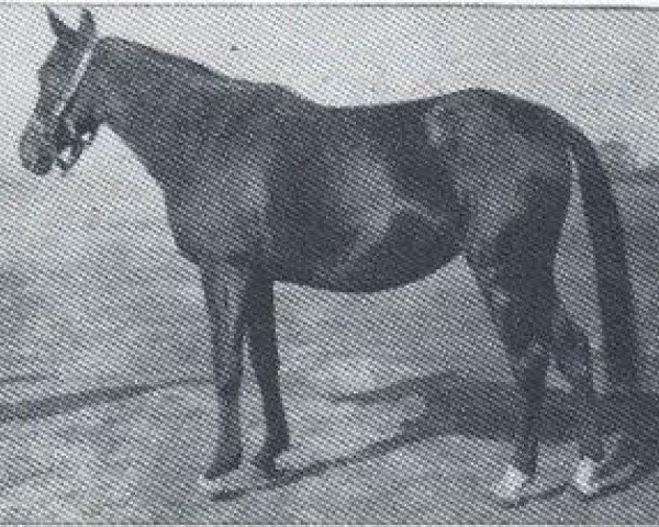 broodmare Zulejma 1914 ox (Arabian purebred, 1914, from Kohejlan 1904 DB)