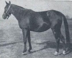 broodmare Zulejma 1914 ox (Arabian purebred, 1914, from Kohejlan 1904 DB)