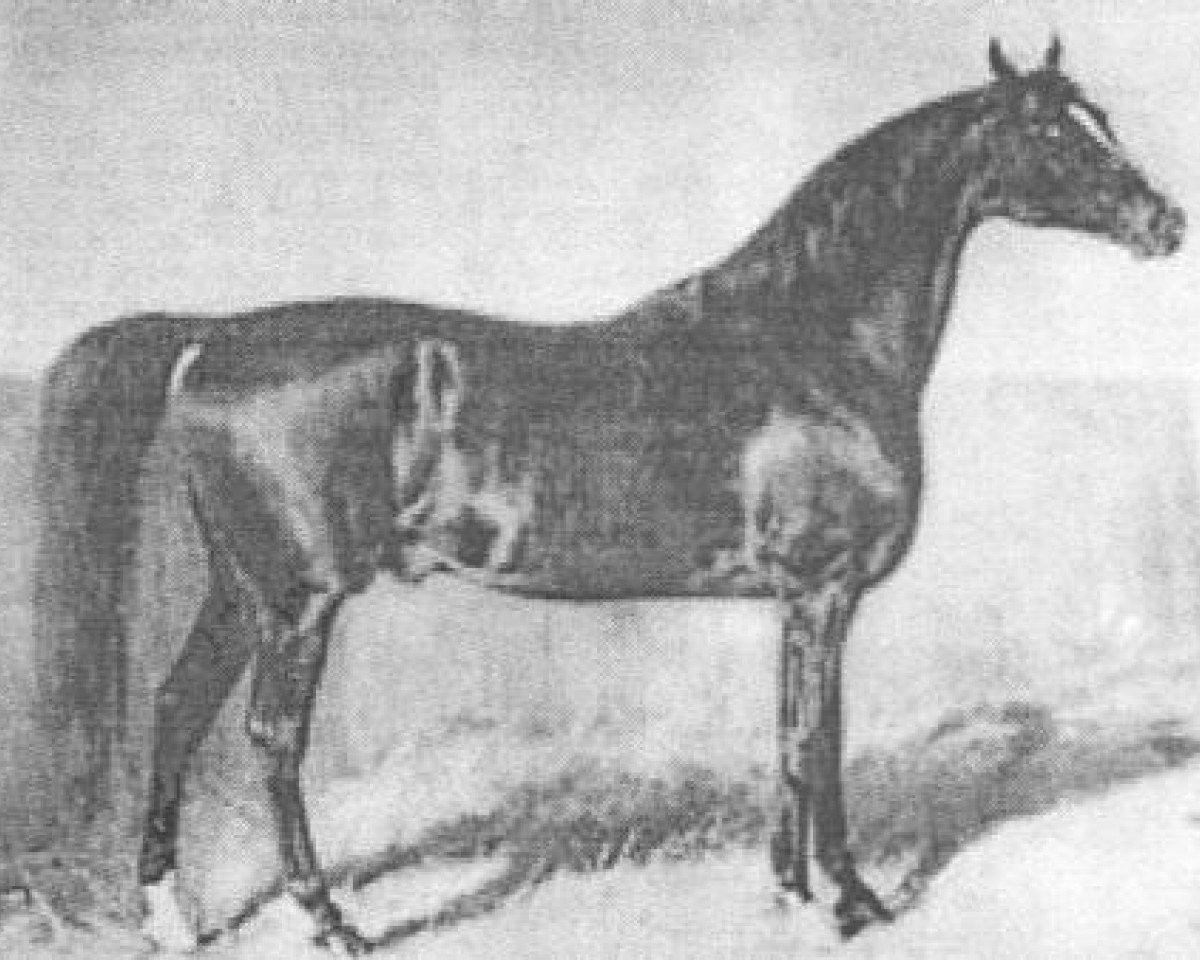 stallion Jussuf 1869 ox (Arabian purebred, 1869, from Mahmoud Mirza 1851 DB)