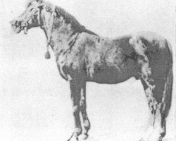 stallion O'Bajan 1881 DB (Arabian purebred, 1881, from O'Bajan 1870 DB)