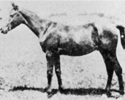 stallion Koheilan Adjuze 1876 DB (Arabian purebred, 1876)