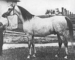 stallion Trypolis 1937 ox (Arabian purebred, 1937, from Enwer Bey 1923 ox)