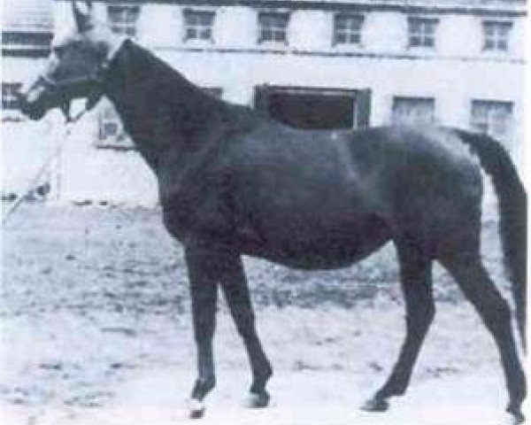 broodmare Canaria ox (Arabian purebred, 1942, from Trypolis 1937 ox) broodmare Canaria ox (Arabian purebred, 1942, from Trypolis 1937 ox)