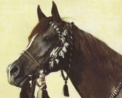broodmare Kis Mahiba 1970 ox (Arabian purebred, 1970, from Ibn Galal 1966 EAO)