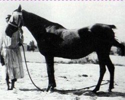 broodmare Yemama 1885 RAS (Arabian purebred, 1885, from Aziz 1877 RAS)
