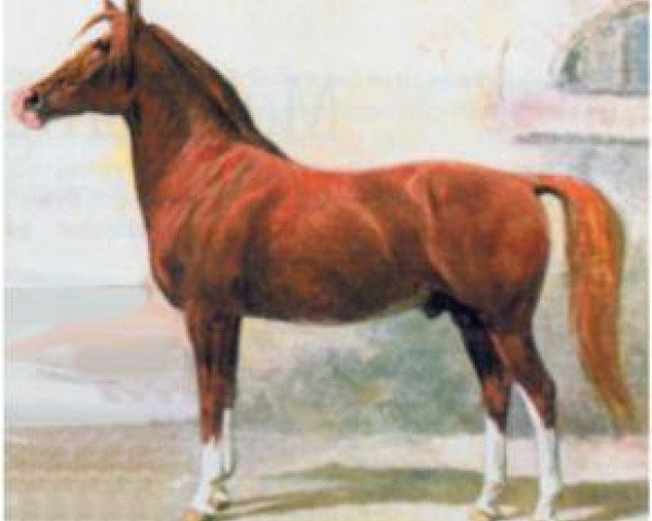 stallion Souakim 1894 ox (Arabian purebred, 1894, from Unknown Arabian Stallion)