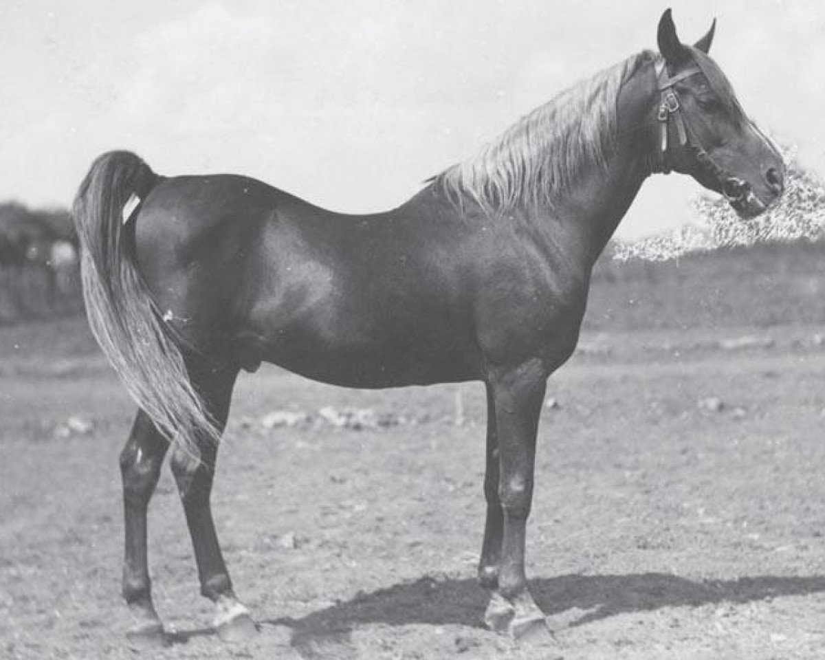 Stallion Samhan 1906 RAS (Purebred Arabian, 1906, from Rabdan el Azrak 1897 RAS)