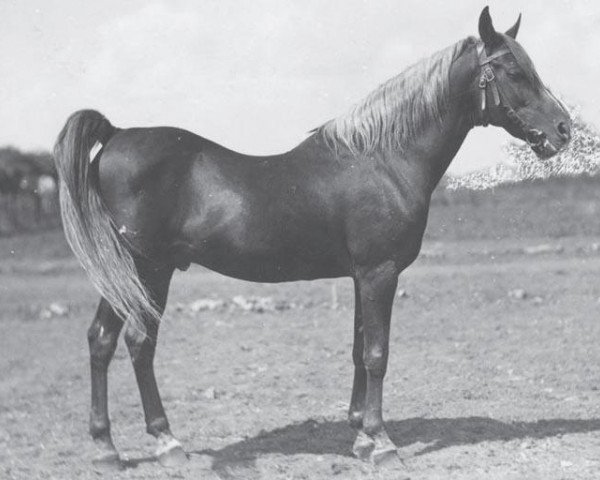 stallion Samhan 1906 RAS (Arabian purebred, 1906, from Rabdan el Azrak 1897 RAS)