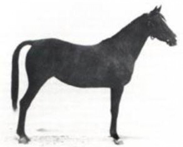 broodmare Samiha I (Arabian purebred, 1918, from Samhan 1906 RAS)