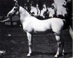 stallion Baiyad 1918 RAS (Arabian purebred, 1918, from Mabrouk Manial 1912 RAS)