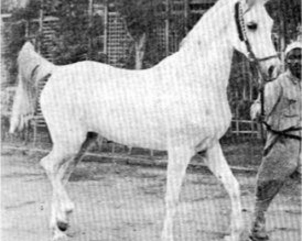 Zuchtstute Samha 1931 EAO (Vollblutaraber, 1931, von Baiyad 1918 RAS)