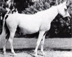 broodmare Kamla 1942 RAS (Arabian purebred, 1942, from Sheikh el Arab 1933 RAS)