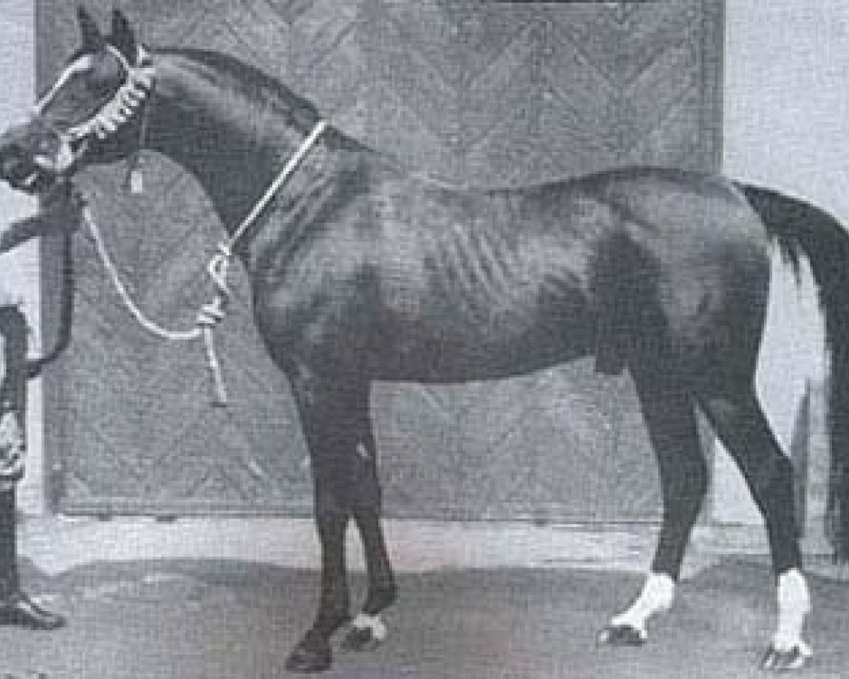 stallion Karmin 1952 ox (Arabian purebred, 1952, from Witraz 1938 ox)