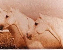 broodmare Galatife 1943 ox (Arabian purebred, 1943, from Gandhy ox)