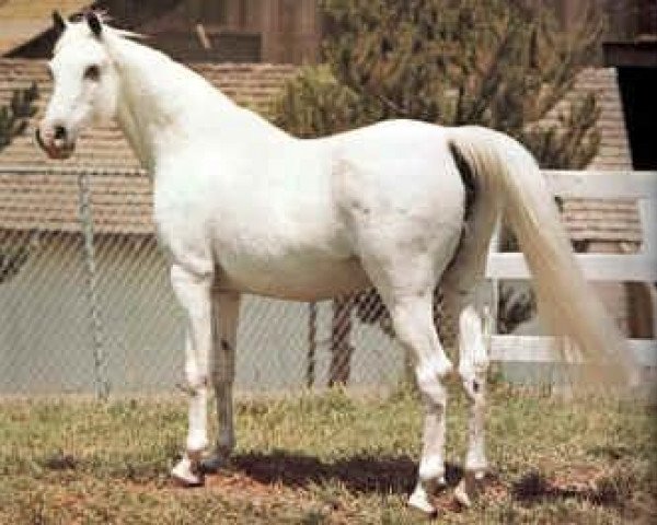 broodmare Zalema 1958 ox (Arabian purebred, 1958, from Congo 1941 ox)
