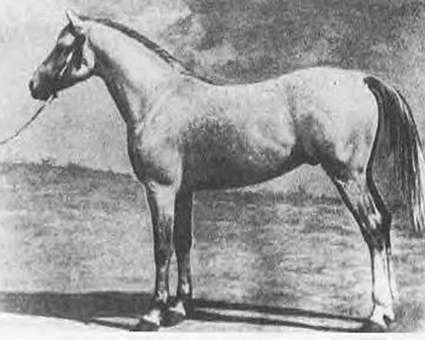 Deckhengst Ilustre 1923 ox (Vollblutaraber, 1923, von Seanderich 1902 ox)
