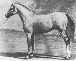 stallion Ilustre 1923 ox (Arabian purebred, 1923, from Seanderich 1902 ox)