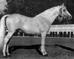 stallion Congo 1941 ox (Arabian purebred, 1941, from Ilustre 1923 ox)