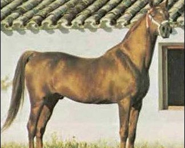 stallion Zancudo 1958 ox (Arabian purebred, 1958, from Congo 1941 ox)
