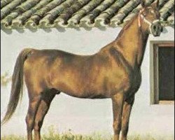 stallion Zancudo 1958 ox (Arabian purebred, 1958, from Congo 1941 ox)