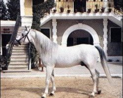 stallion Jaguay 1968 ox (Arabian purebred, 1968, from Zancudo 1958 ox)