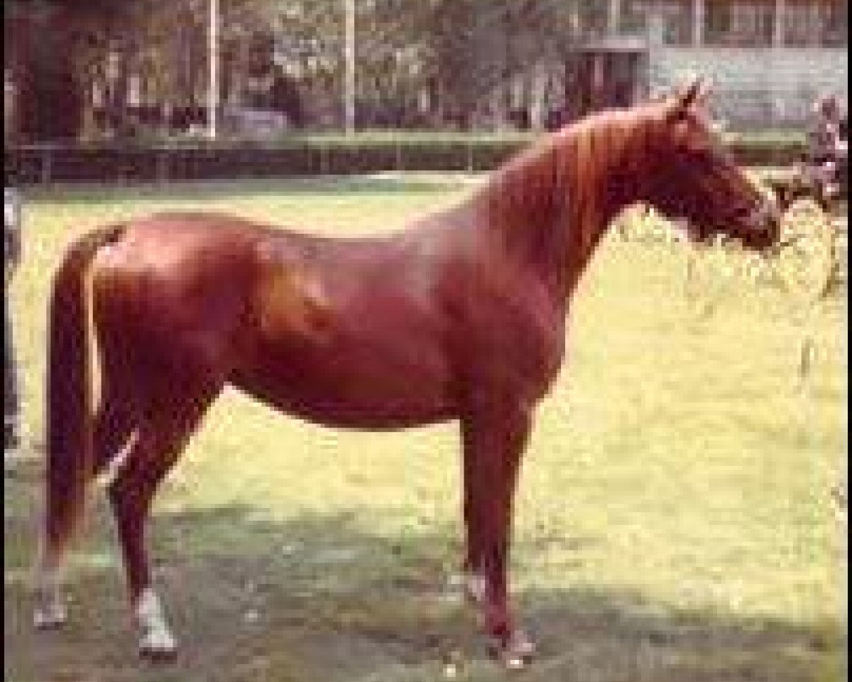 broodmare Grazalema 1973 ox (Arabian purebred, 1973, from Jaguay 1968 ox)