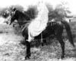 broodmare Yamama 1845 DB (Arabian purebred, 1845, from Al Mahyubi Al-'Araj ox)