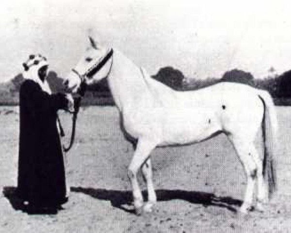 broodmare Bint Faras Naqadan 1865 RAS (Arabian purebred, 1865, from Zobeyni 1844 DB)