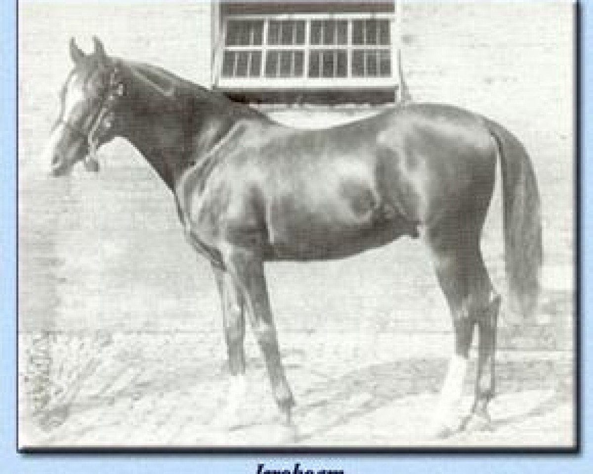 stallion Jeroboam 1882 ox (Arabian purebred, 1882, from Pharaoh 1876 DB)