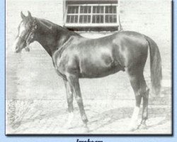stallion Jeroboam 1882 ox (Arabian purebred, 1882, from Pharaoh 1876 DB)