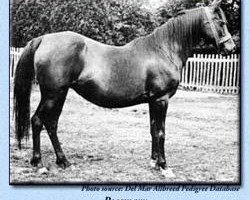 broodmare Rosemary 1886 ox (Arabian purebred, 1886, from Jeroboam 1882 ox)