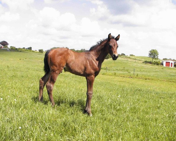 dressage horse Total Touch 6 (Oldenburg, 2011, from Touch Me)